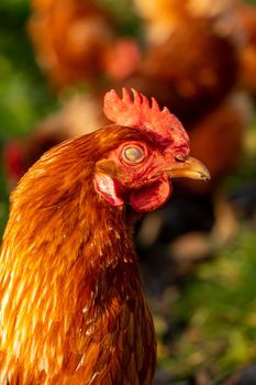 close up of a brown hen on an organic free range chicken farm