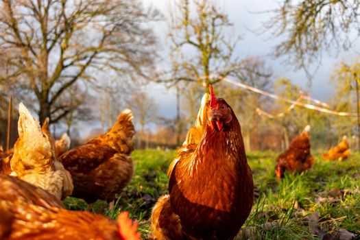 Free range organic chickens poultry in a country farm