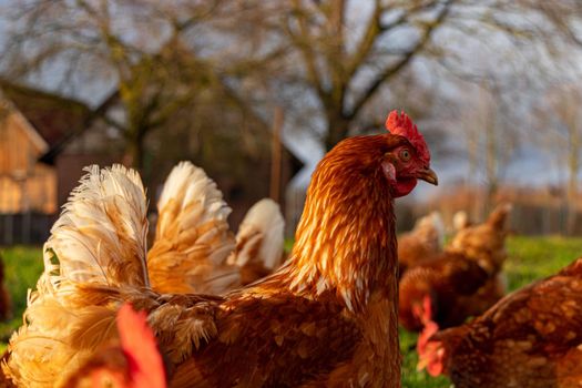 Free range organic chickens poultry in a country farm