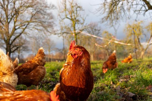 Free range organic chickens poultry in a country farm