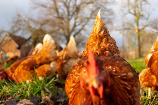 Free range organic chickens poultry in a country farm