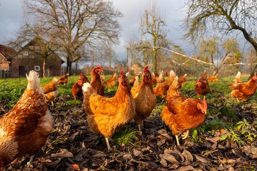 Free range organic chickens poultry in a country farm