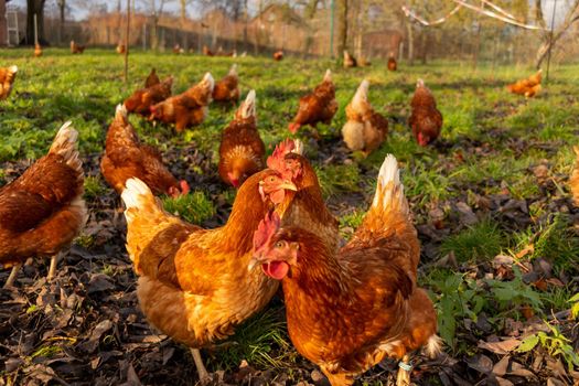 Free range organic chickens poultry in a country farm