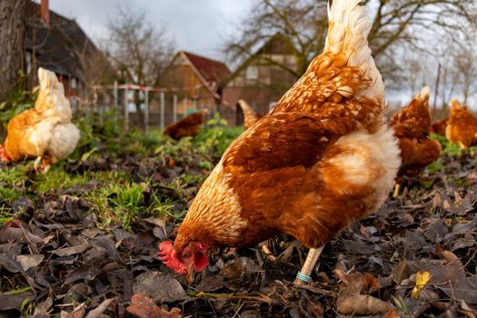 Free range organic chickens poultry in a country farm