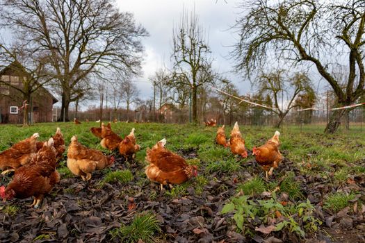 Free range organic chickens poultry in a country farm