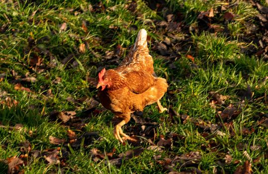 Free range organic chickens poultry in a country farm