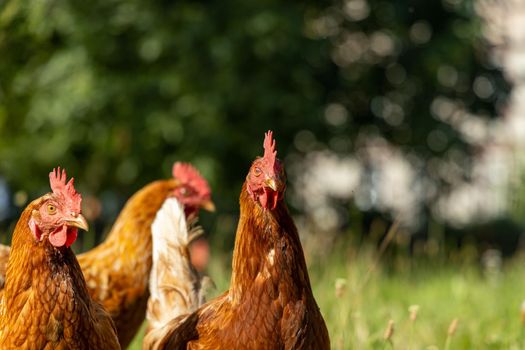 Free range organic chickens poultry in a country farm