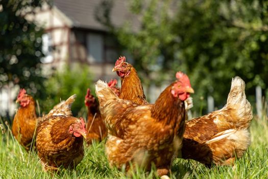 Free range organic chickens poultry in a country farm