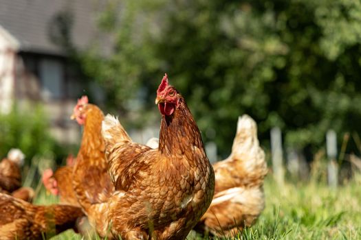 Free range organic chickens poultry in a country farm