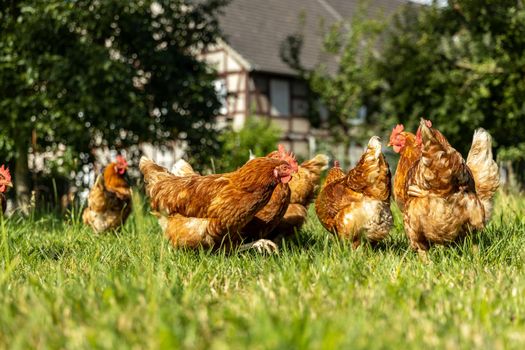 Free range organic chickens poultry in a country farm