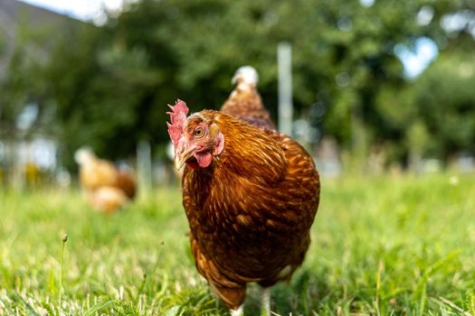 Free range organic chickens poultry in a country farm