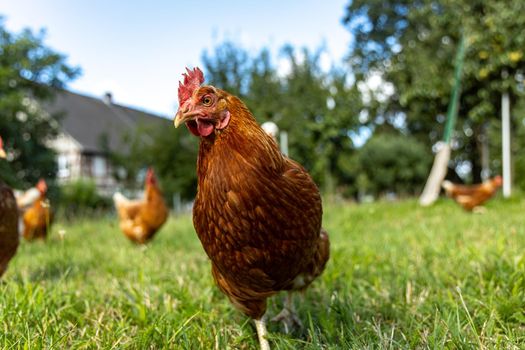 Free range organic chickens poultry in a country farm