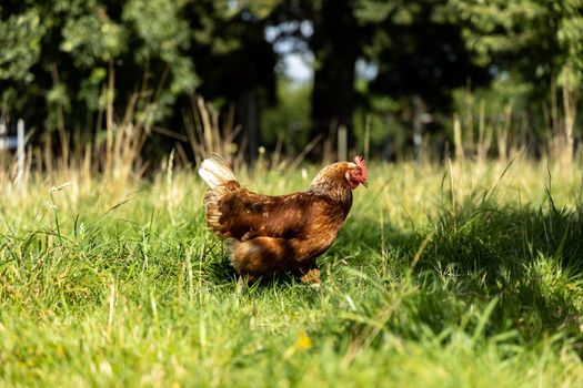 Free range organic chickens poultry in a country farm