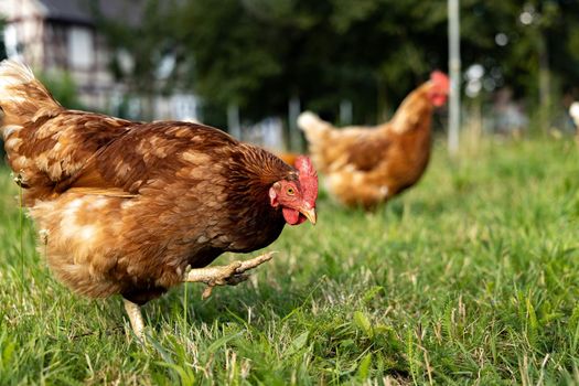 Free range organic chickens poultry in a country farm