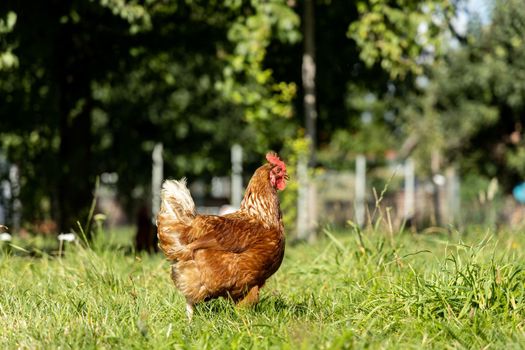 Free range organic chickens poultry in a country farm