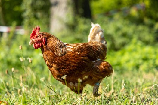 Free range organic chickens poultry in a country farm