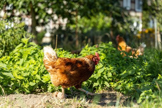 Free range organic chickens poultry in a country farm