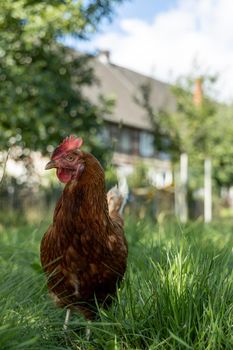 Free range organic chickens poultry in a country farm