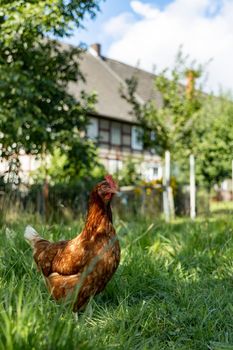 Free range organic chickens poultry in a country farm