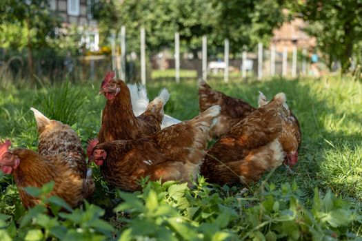 Free range organic chickens poultry in a country farm