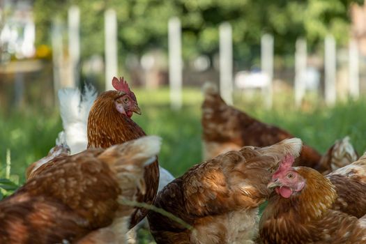 Free range organic chickens poultry in a country farm