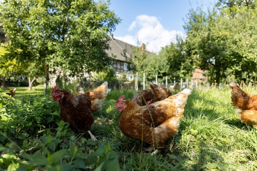 Free range organic chickens poultry in a country farm