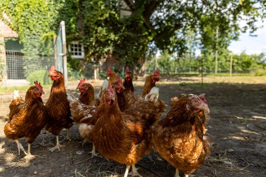 Free range organic chickens poultry in a country farm