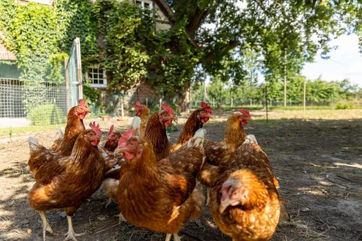 Free range organic chickens poultry in a country farm