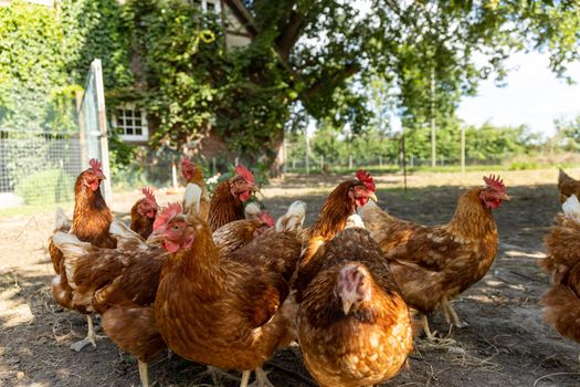 Free range organic chickens poultry in a country farm