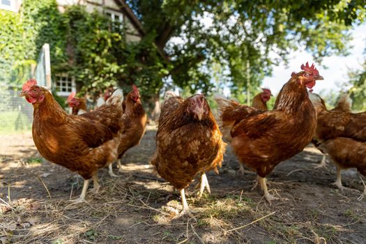 Free range organic chickens poultry in a country farm