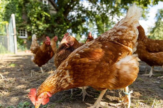 Free range organic chickens poultry in a country farm