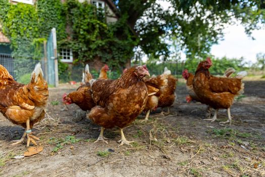 Free range organic chickens poultry in a country farm