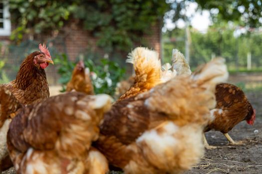 Free range organic chickens poultry in a country farm