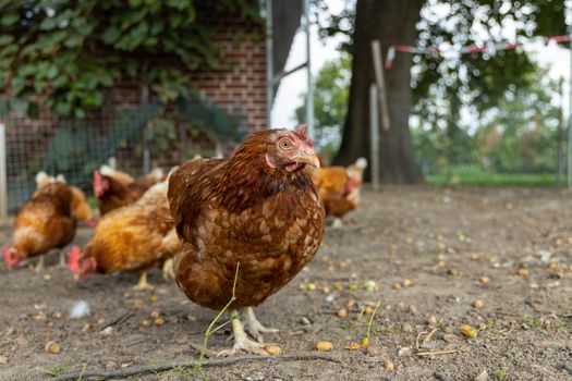 Free range organic chickens poultry in a country farm