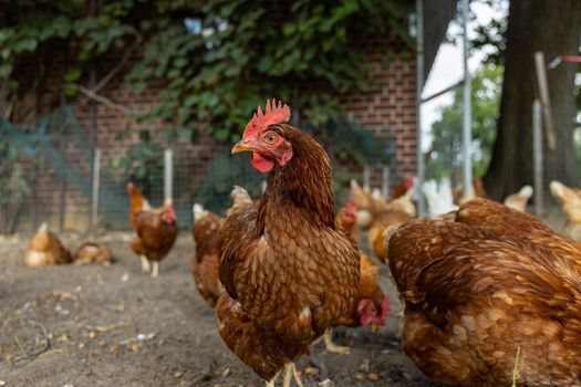 Free range organic chickens poultry in a country farm