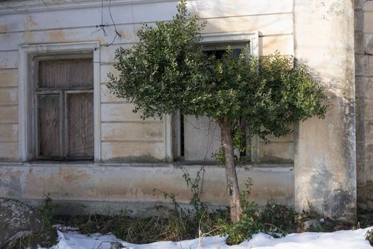 olive tree on the background of the dingy walls of the old house and the window