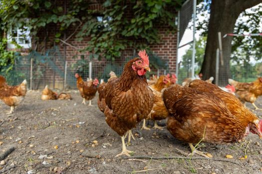 Free range organic chickens poultry in a country farm