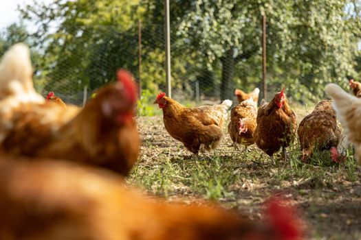 Free range organic chickens poultry in a country farm