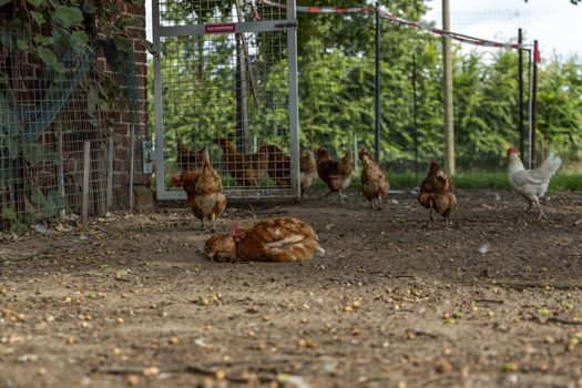 Free range organic chickens poultry in a country farm