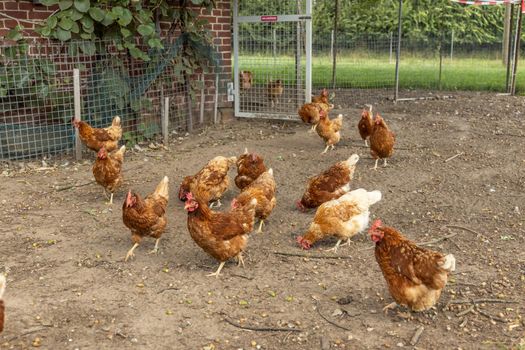 Free range organic chickens poultry in a country farm