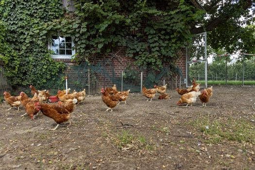 Free range organic chickens poultry in a country farm