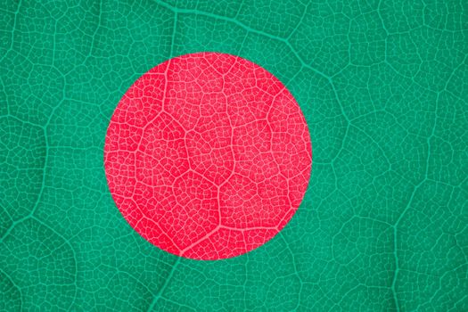 flag of Bangladesh on the structure of a tree leaf macro. High quality photo