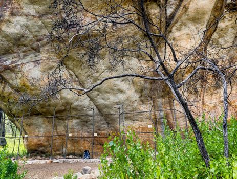 Ancient Aboriginal Art: hand prints, animal herds, spiral in a cave, grampians National park, australia