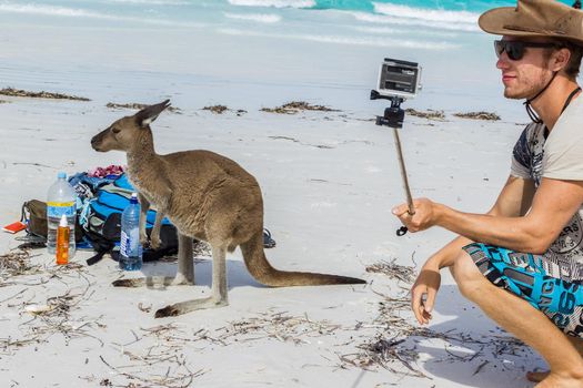 Kangaroo at Lucky Bay in the Cape Le Grand National Park near Esperance, Australia