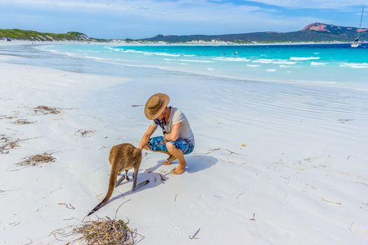 caucasian man pets a beautiful Kangaroo at Lucky Bay Beach in the Cape Le Grand National Park near Esperance, Australia.