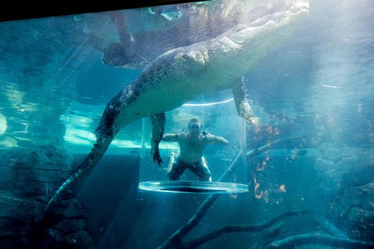 young man diving with a crocodile in a cage, Darwin, Northern Territory