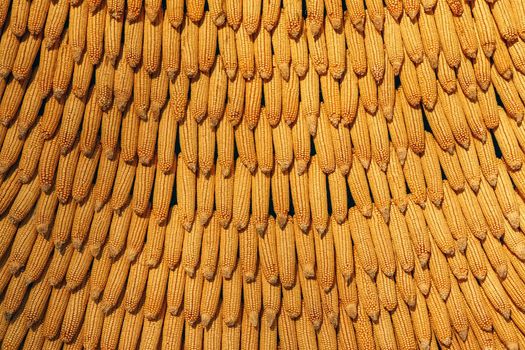 corn cobs are linked as a background for the entire frame. High quality photo