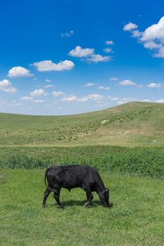 Young black bull on a green field background on a Sunny day.