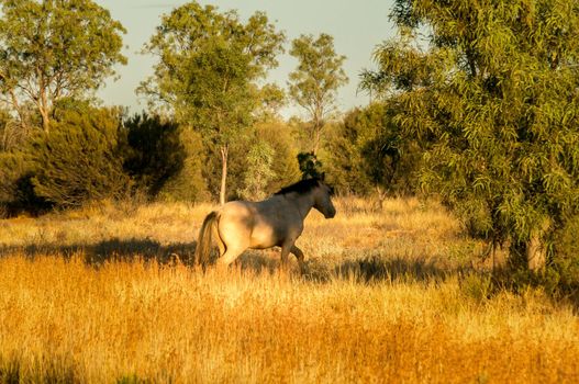 herd of wild horses in the MacDonnell Range