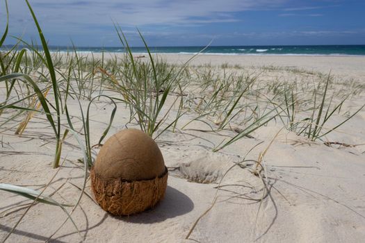 Coconuts on the beach. Thailand